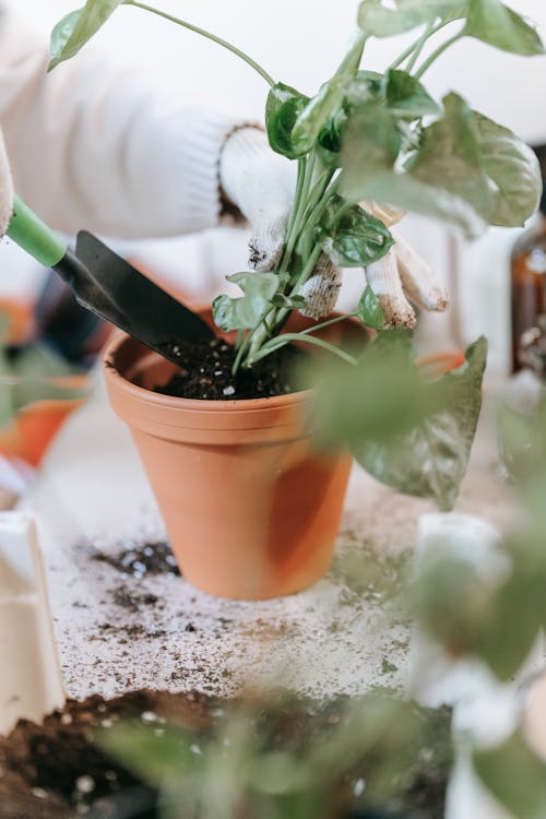 Green Plant in a Pot