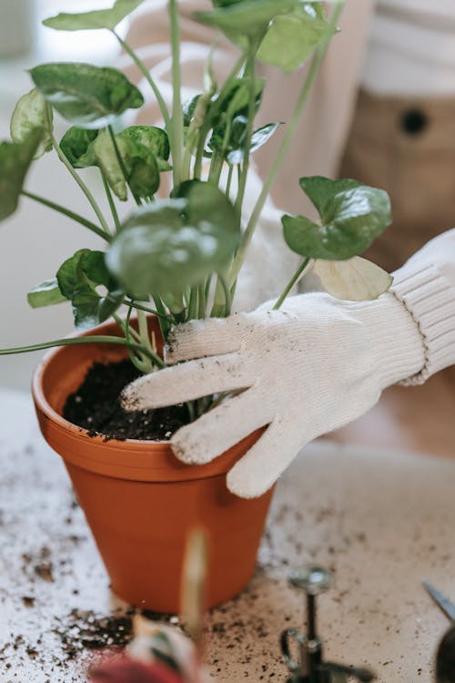 Free Person putting a Plant on a Clay Pot  Stock Photo