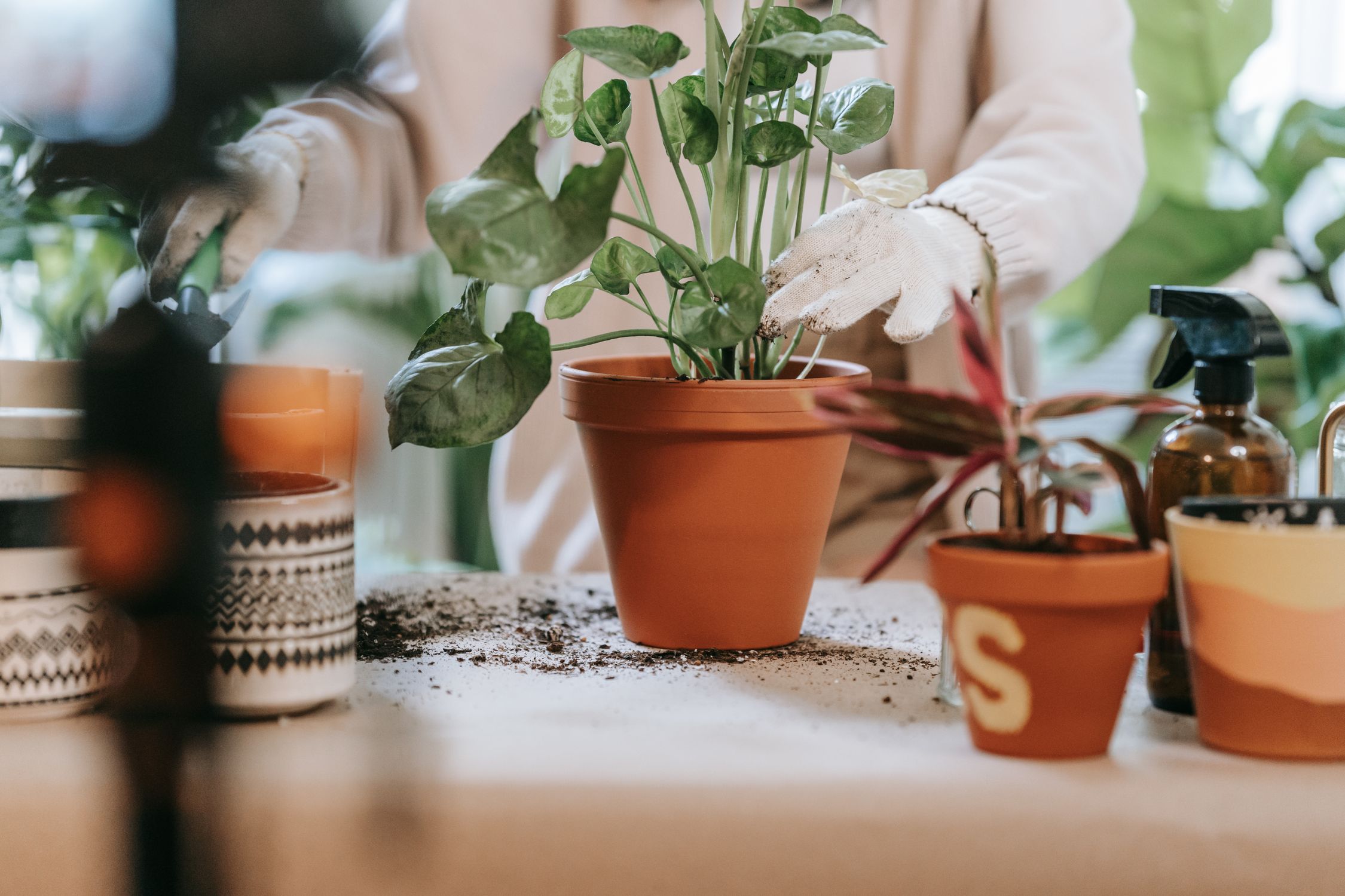 Fighting pests with nematodes: natural and chemical-free