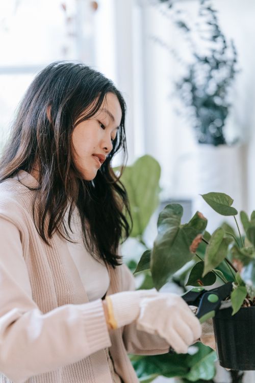 Free Asian woman happily tending to indoor plants, showcasing leisure gardening skills. Stock Photo