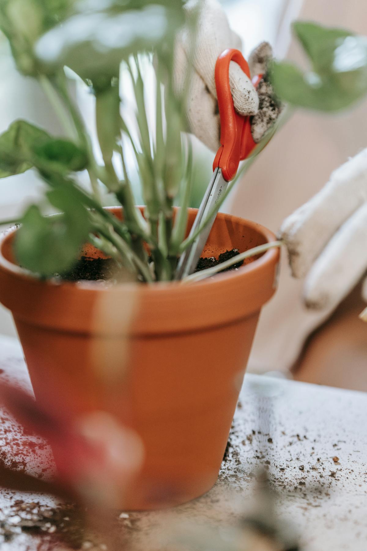 Mano che pota una pianta in vaso con forbici da giardinaggio