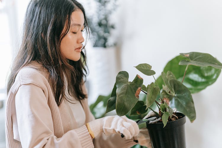 Woman In Beige Sweater Cutting A Plant