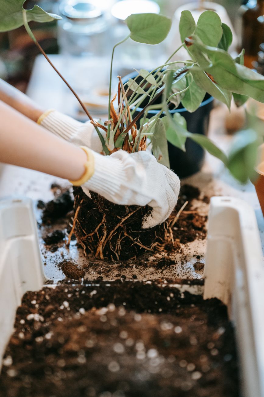 gently teasing plant roots before planting