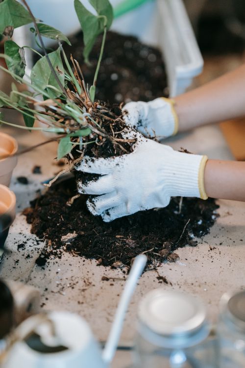 Free Gardening enthusiast planting a green indoor plant using protective gloves. Stock Photo