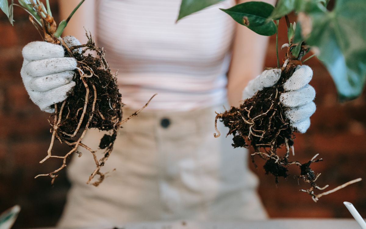 Gardener in gloves holding plants with visible roots for propagation.