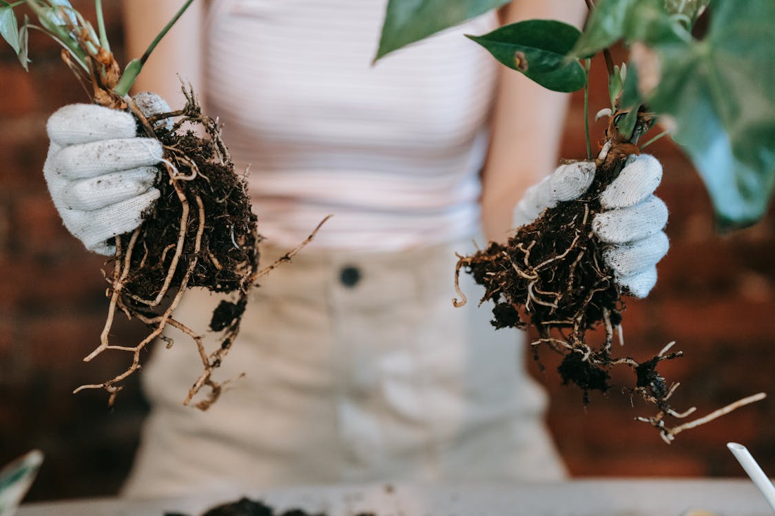 Free Person Holding Plants with Green Leaves Stock Photo