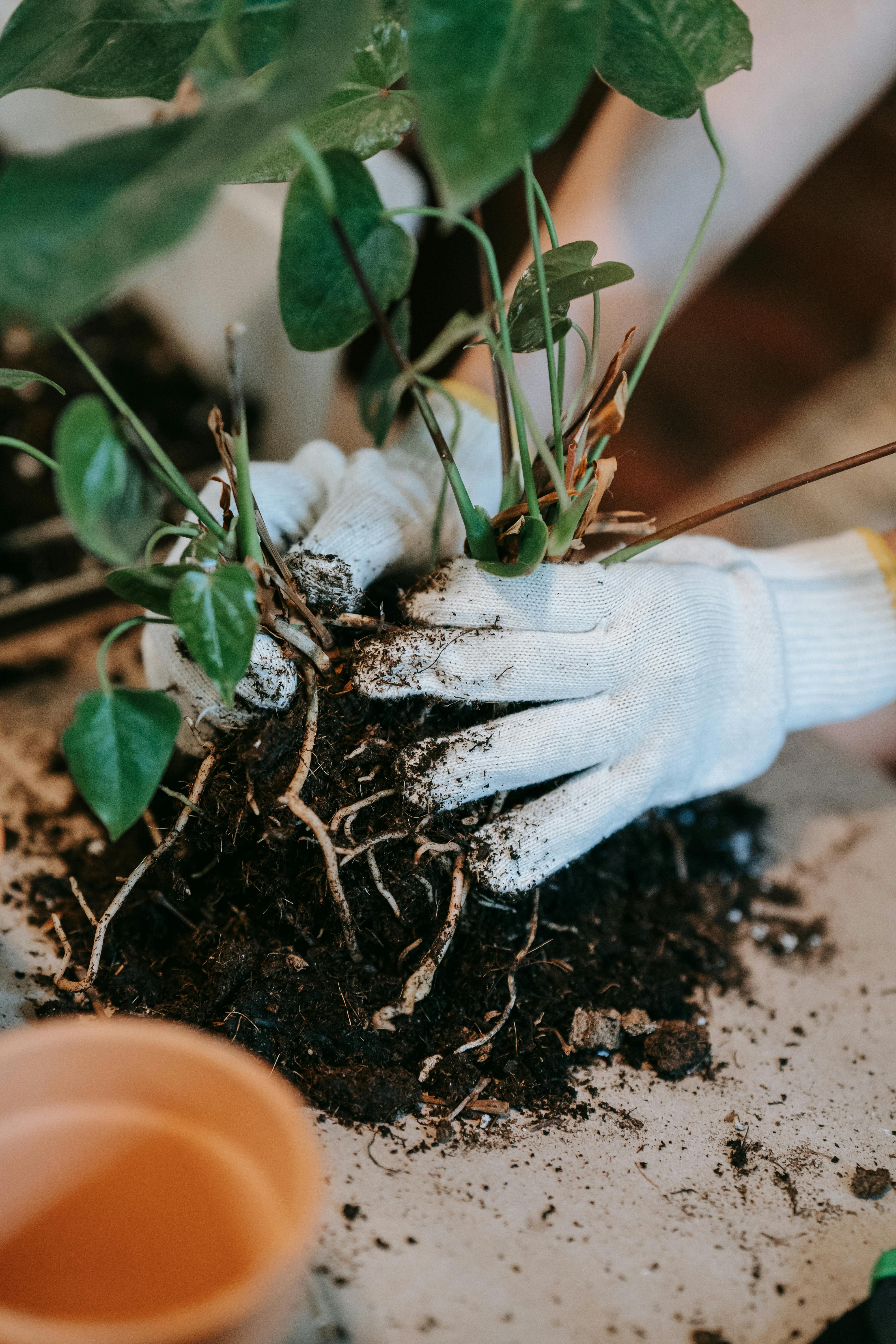 Sedum propagation by a person wearing gloves, showcasing the first step in spreading sedum.