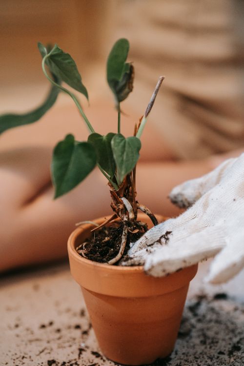 Free Close-up of hands gardening with clay pot and plant using gloves. Stock Photo