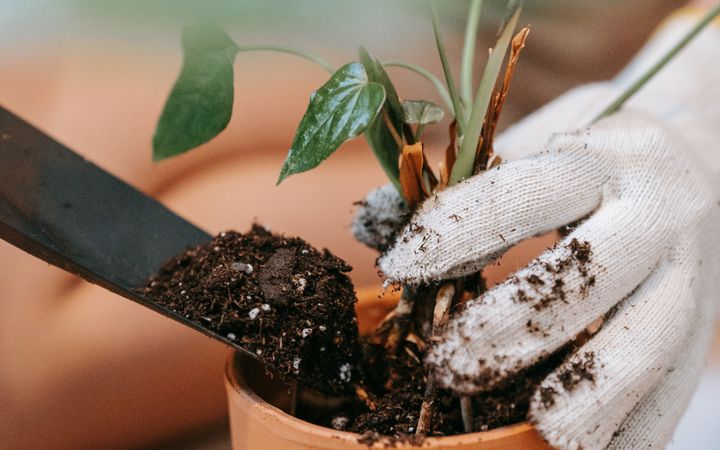 Close-up of gardener's hands in gloves planting seedling with trowel into terracotta pot.