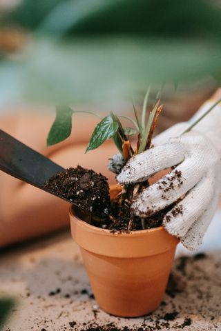 Close-up of gardener's hands in gloves planting seedling with trowel into terracotta pot.