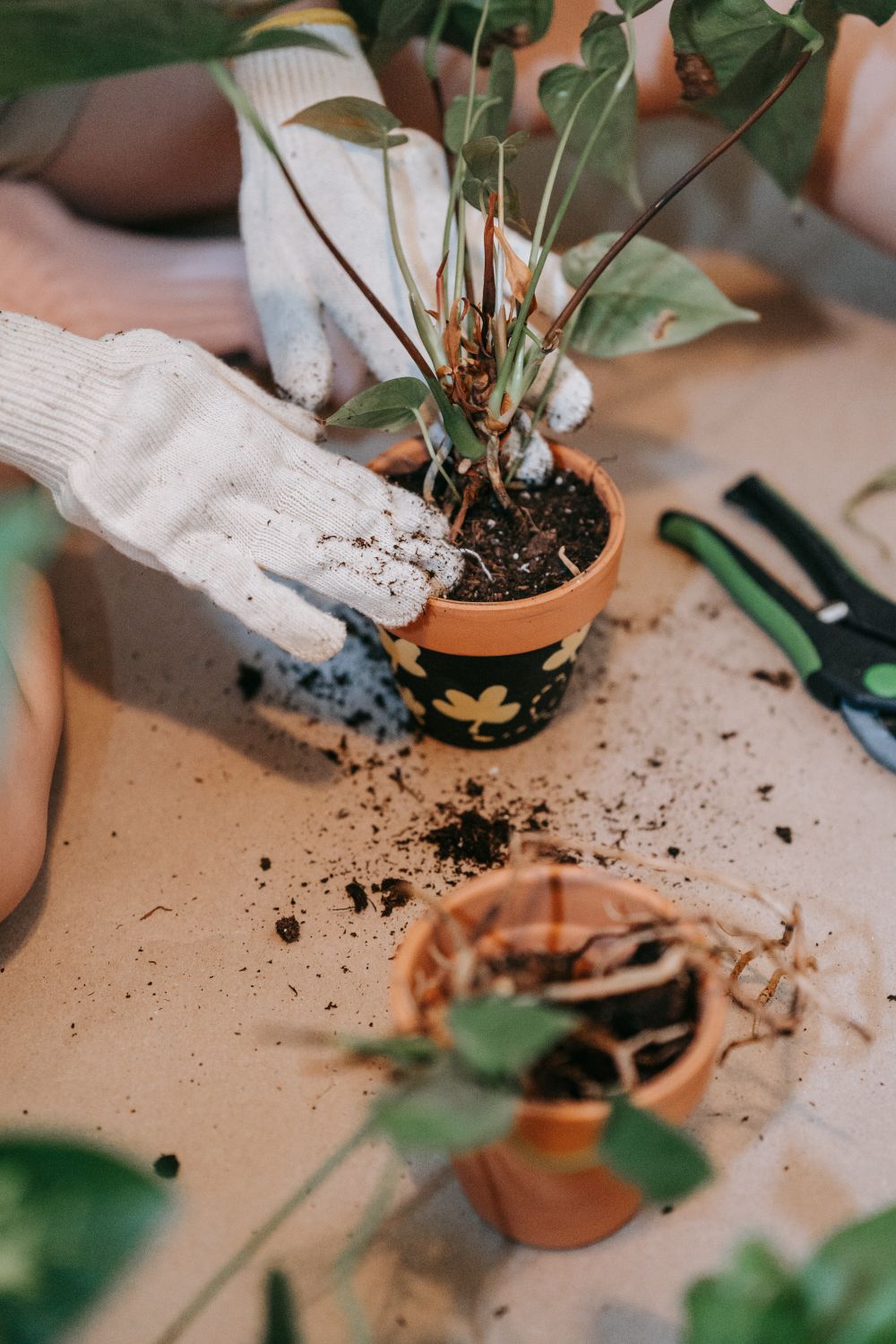 Hands potting a plant at Foliage House