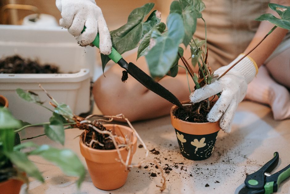 Essential repotting tools including trowel, shears, and fresh potting mix - repotting house plants into bigger pots Essential repotting tools including trowel, shears, and fresh potting mix - repotting house plants into bigger pots