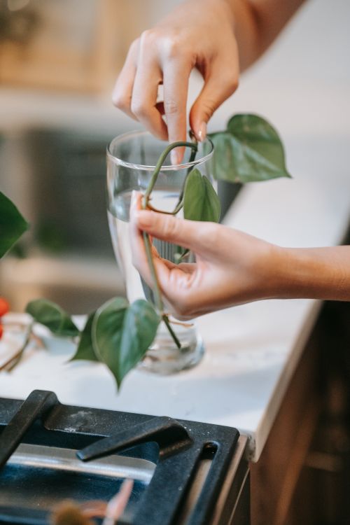 Free Close-up of hands arranging plant cuttings in a glass for propagation on a kitchen counter. Stock Photo