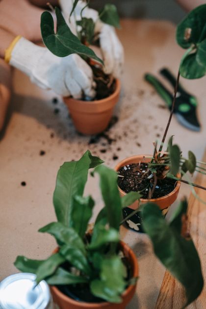 Gloved hands repotting seedlings into terracotta pots — Sasha Kim on Pexels