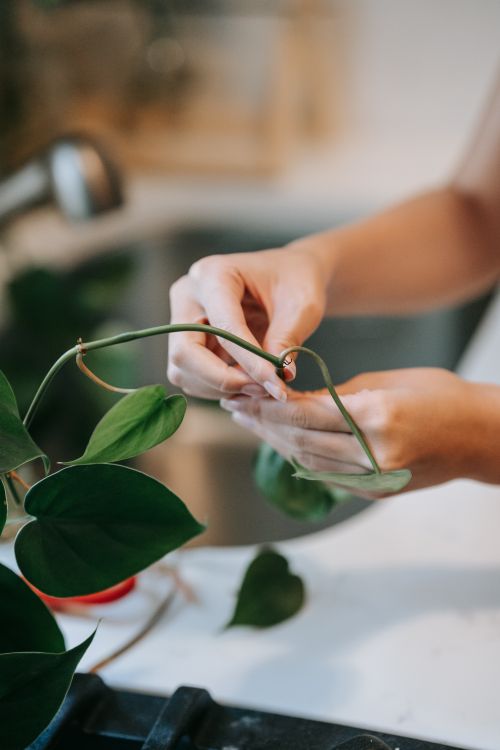 Free A close-up shot of hands trimming a potted plant indoors. Stock Photo