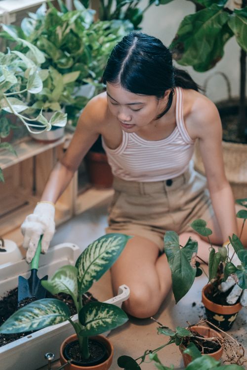 Free An adult woman gardening indoors, surrounded by lush plants and using a trowel. Stock Photo