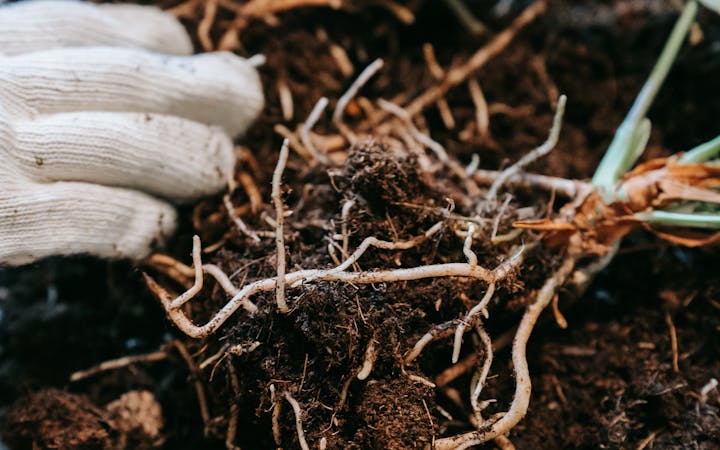 Close-up of hands with gloves replanting seedlings with roots in rich soil.
