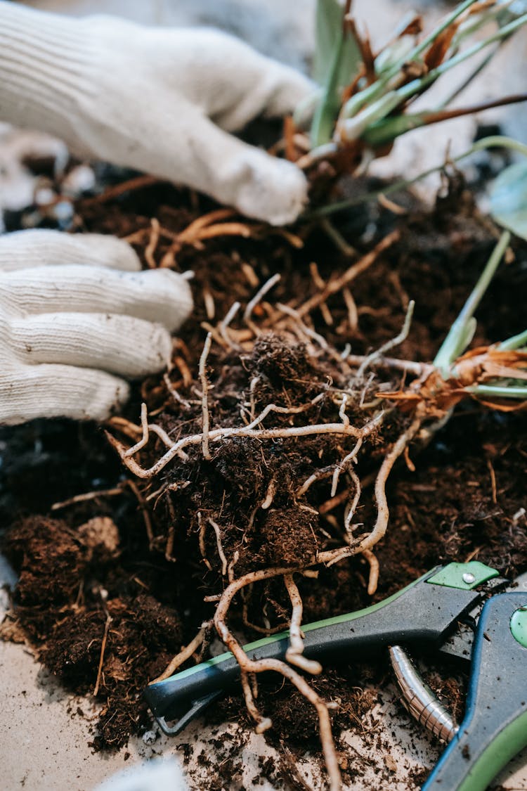 Hands Removing The Soil From The Plant's Roots 