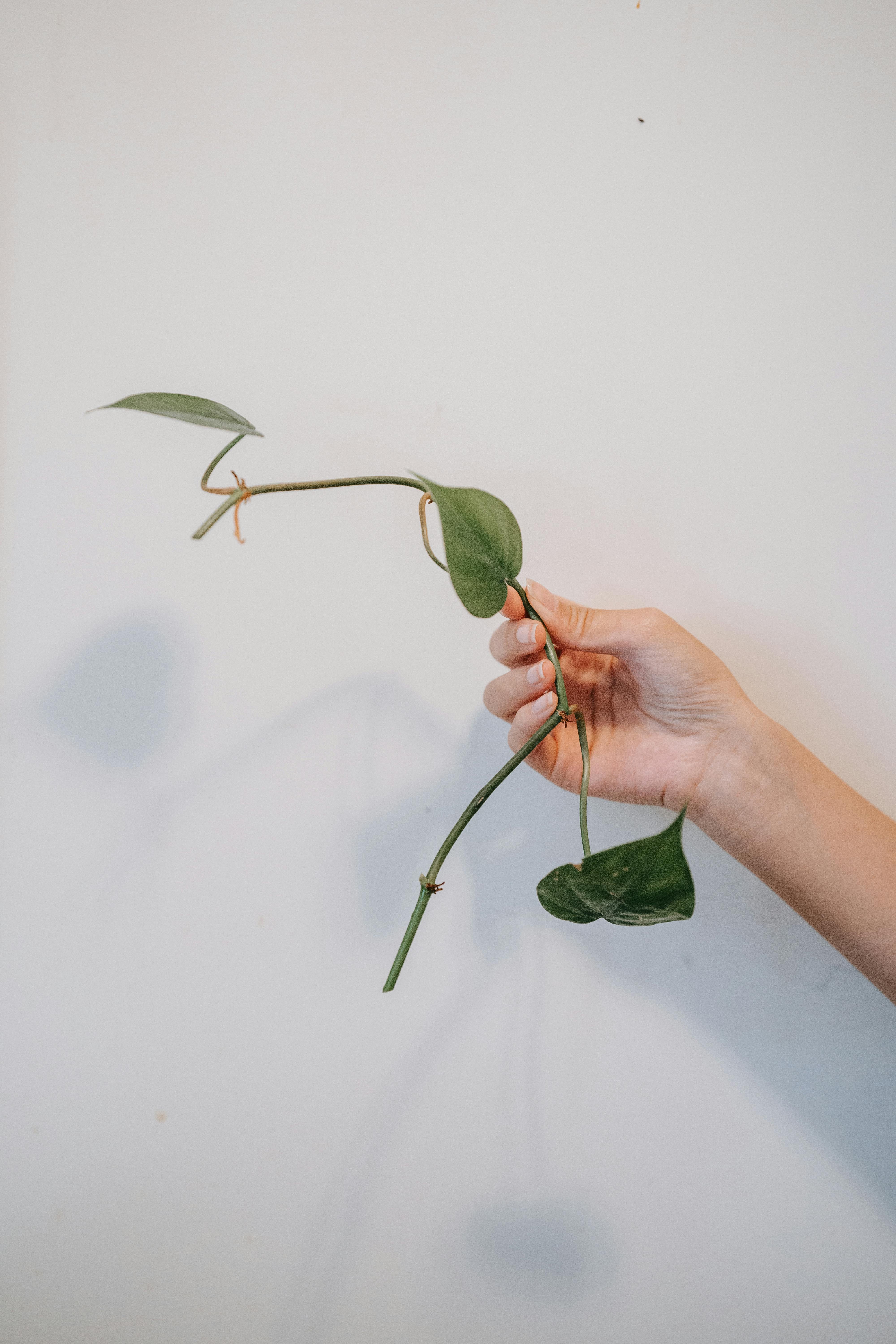 Background Philodendron Photos, Download The BEST Free Background