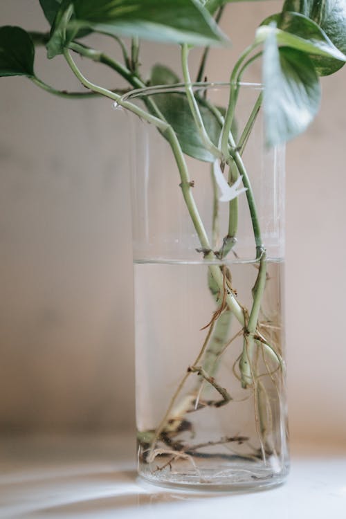 A Plant in a Glass Vase