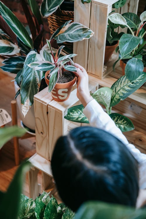 A Person Holding a Potted Plant