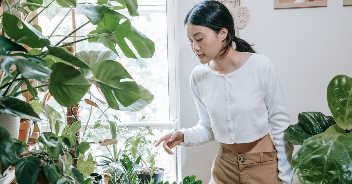 Comment créer un jardin d'intérieur facile et agréable
