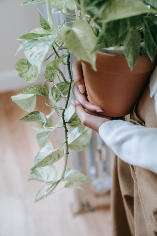 Free Close-up of hands gently holding a potted green indoor plant, showcasing fresh foliage. Stock Photo