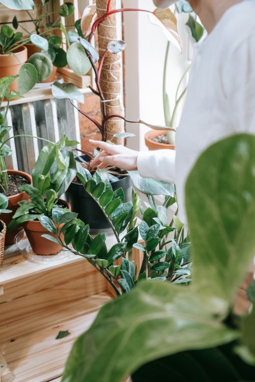 Free Person tending to indoor houseplants in a well-lit room with natural green foliage. Stock Photo