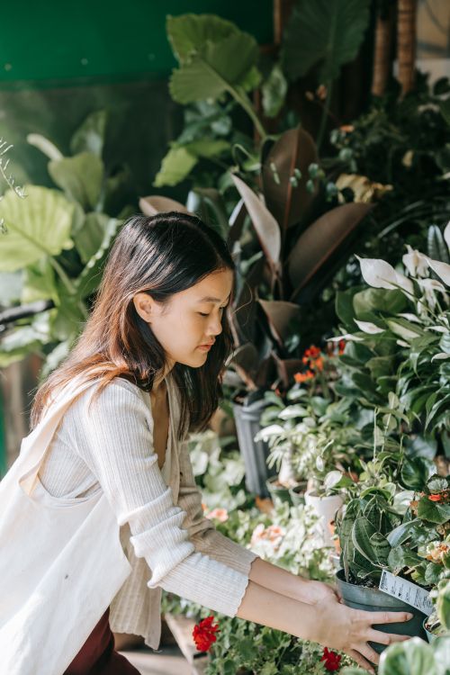 Free Asian woman arranging potted plants in a lush green garden setting. Stock Photo
