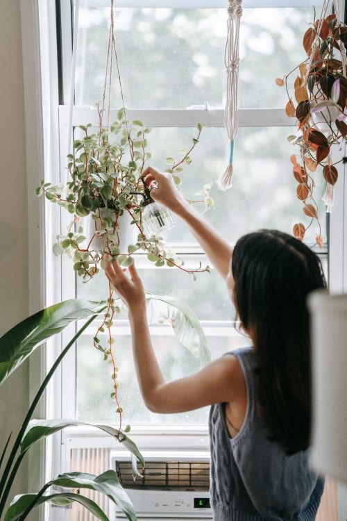 Free A woman waters hanging indoor plants by a sunlit window, nurturing greenery. Stock Photo