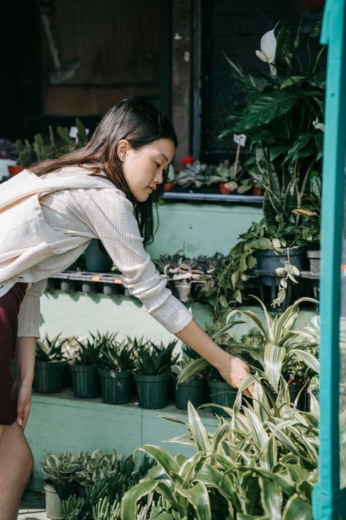 Free A young Asian woman selecting potted plants at an outdoor garden store. Stock Photo