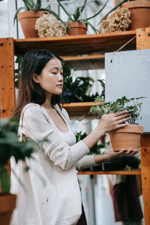 Free Asian woman holding a terracotta pot with green plant indoors, showcasing gardening and plant care. Stock Photo