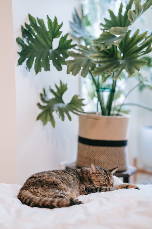 Brown Tabby Cat sleeping on White Textile near a House Plant 