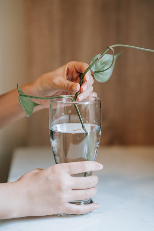 Person Holding a Plant Stem in a Drinking Glass with Water