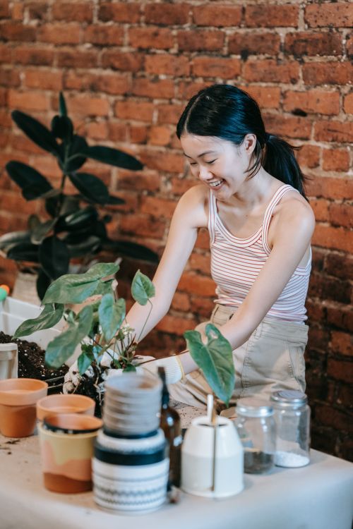 Free A smiling woman works on planting indoor houseplants in pots against a rustic brick wall. Stock Photo