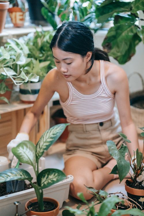 Free An adult woman sitting indoors, focused on gardening with potted plants surrounding her. Stock Photo
