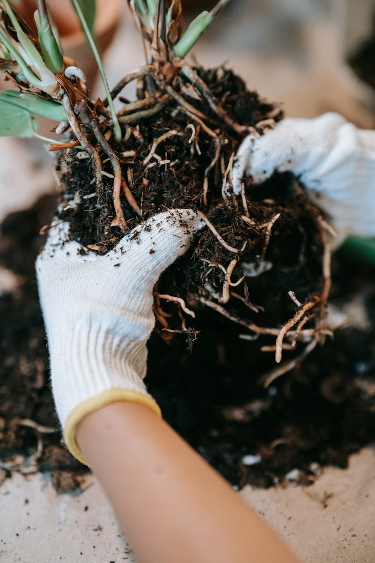 Person Wearing Gloves Holding A Soil With Plant Roots