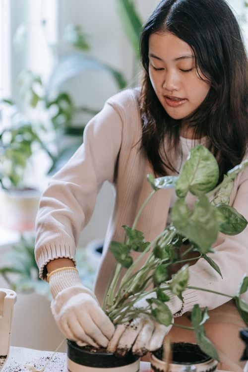 Free Asian woman focused on indoor gardening, tending to plants with care and focus. Stock Photo