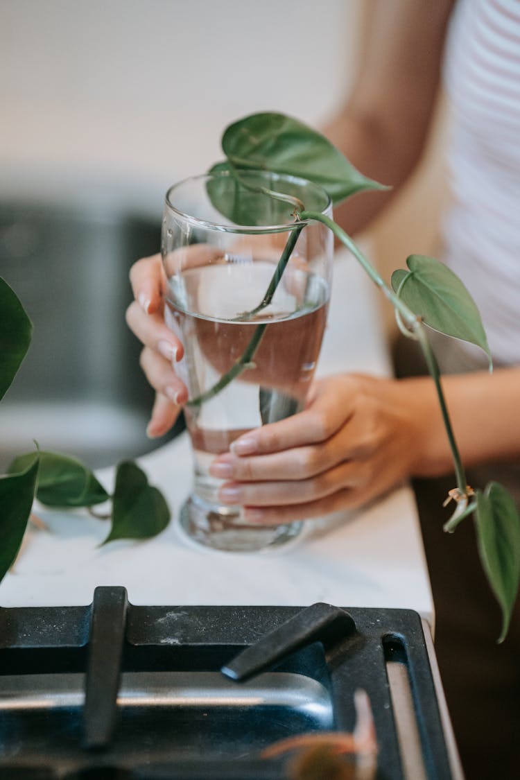 Person Holding A Clear Glass With Water And Plant