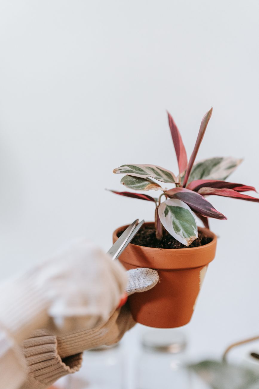 pruning reverted variegated plant leaf