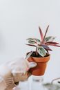 Free stock photo of blur, bright, flora