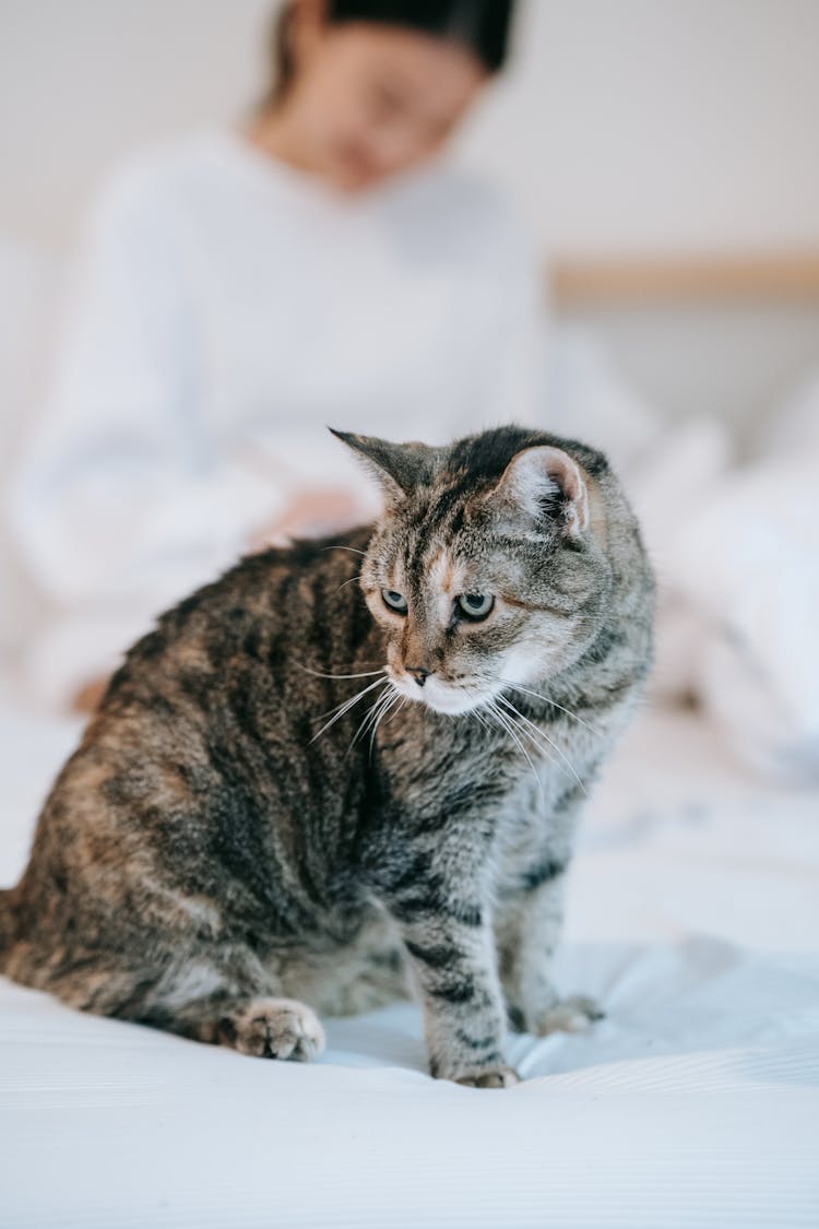 A Black Tabby Cat Sitting On Bed