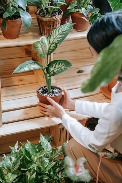 Wimanb placing a Potted Plant on a Wooden Shelf