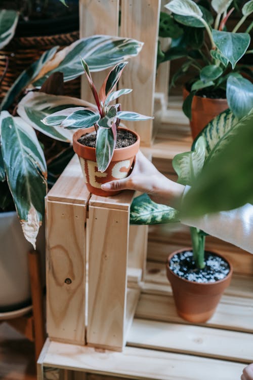 Person Putting the Potted Green Plant on a Wooden Stand