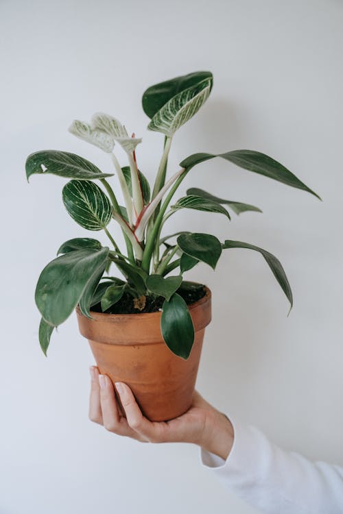 Free Close-Up Shot of Person Holding Green Plant in a Pot Stock Photo