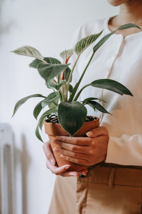  Person Holding a Green Plant in Brown Pot