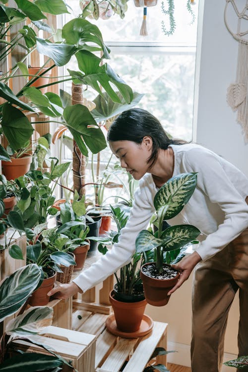 Woman Arranging Her Indoor Plants 