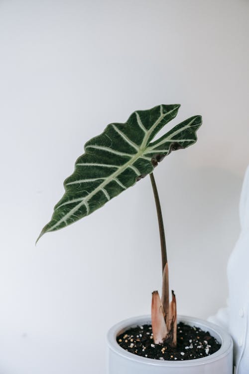 Alocasia Kris Plant in a Gray Pot