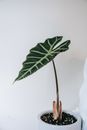 Alocasia Kris Plant in a Gray Pot
