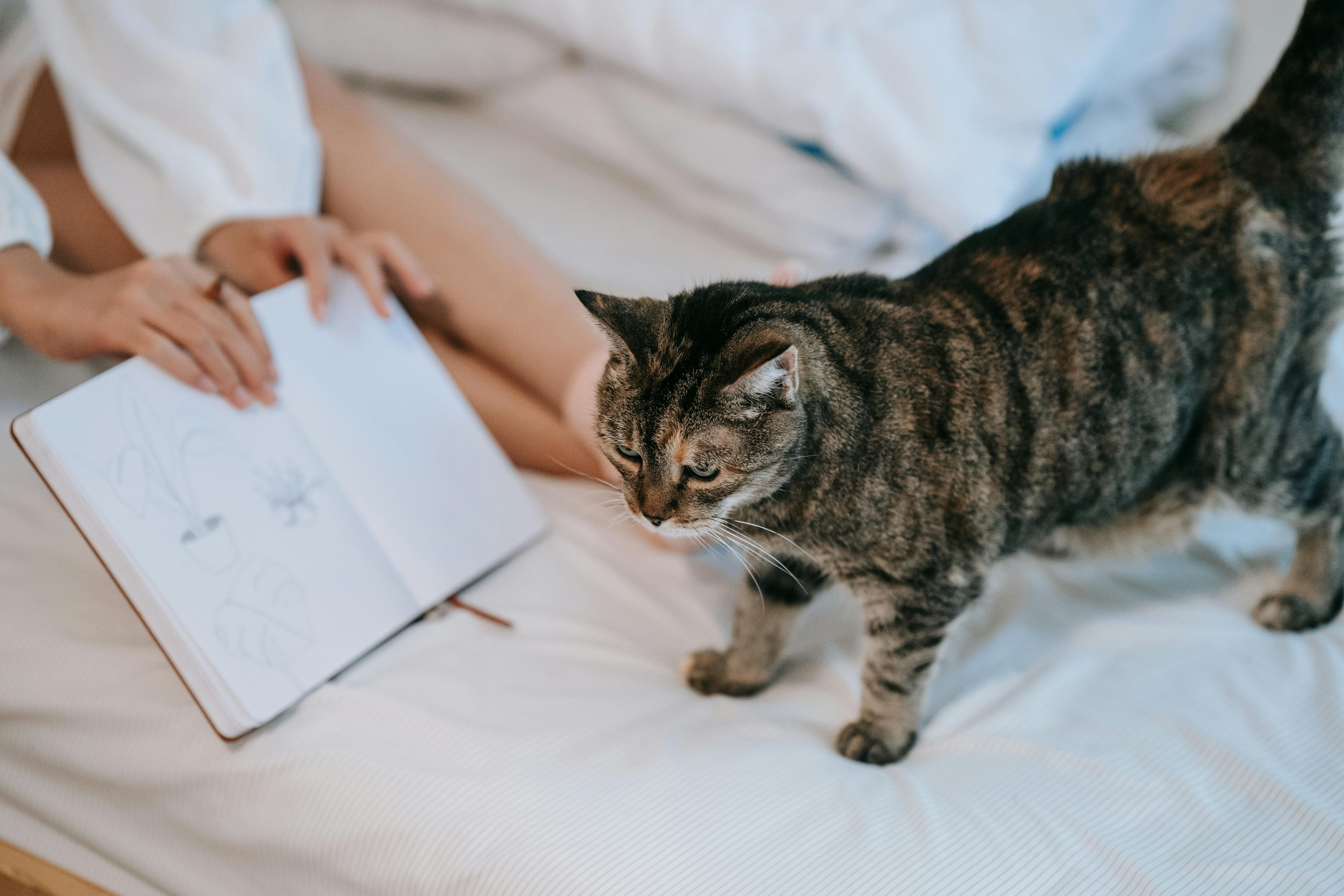 A cozy scene featuring a tabby cat and a person sketching on a bed, creating a relaxed atmosphere
